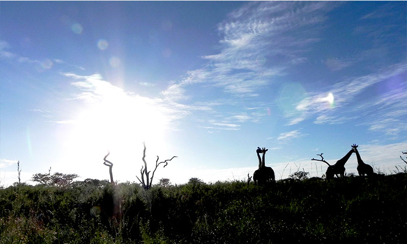 See wild life during your hot air ballooning experience.